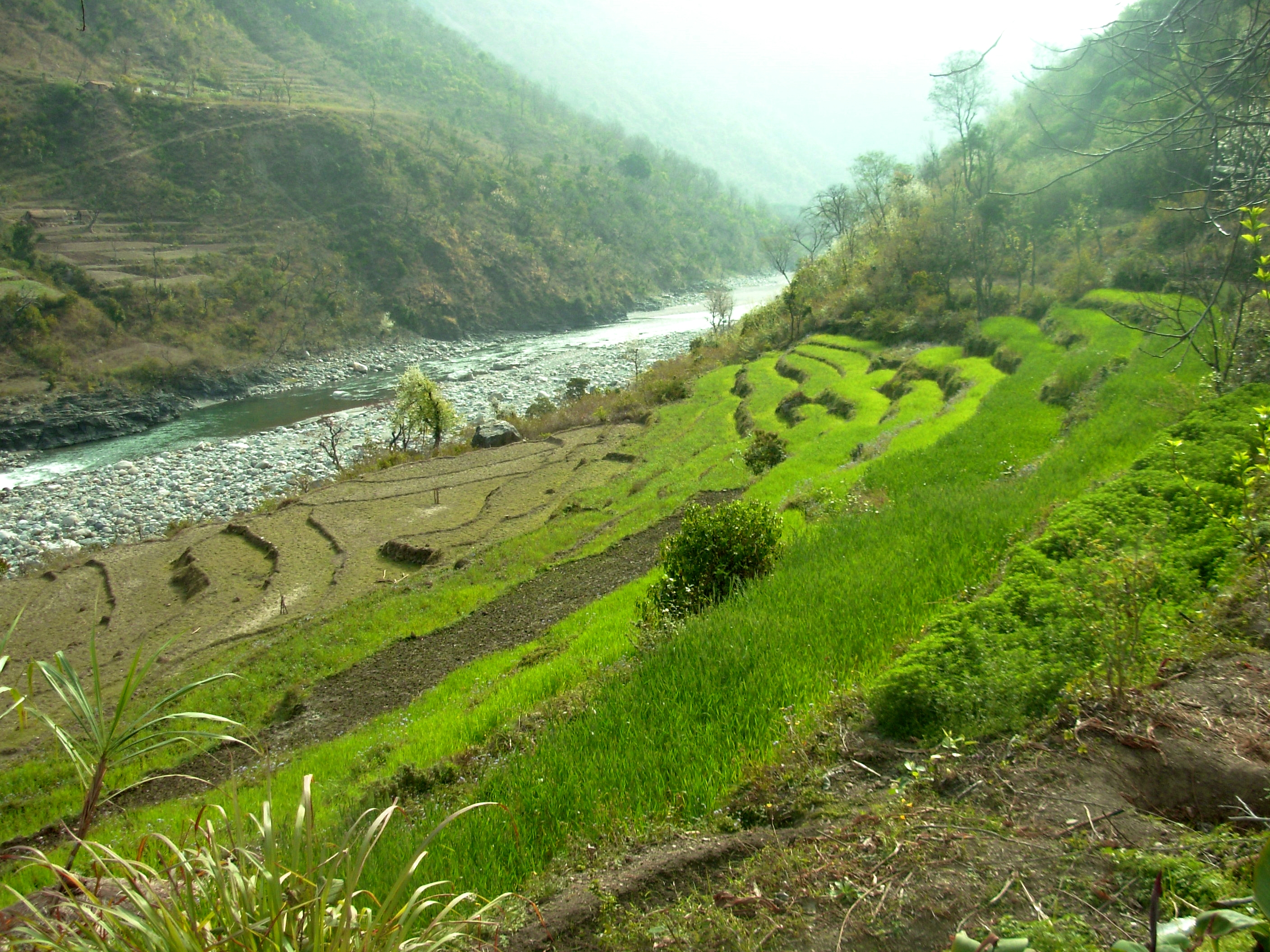 Commercially thriving agricultural will be affected as fields are submerged due to Renuka Dam.                                                                                                                                                  Pic Date : 24/02/2009